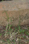 Bermudagrass